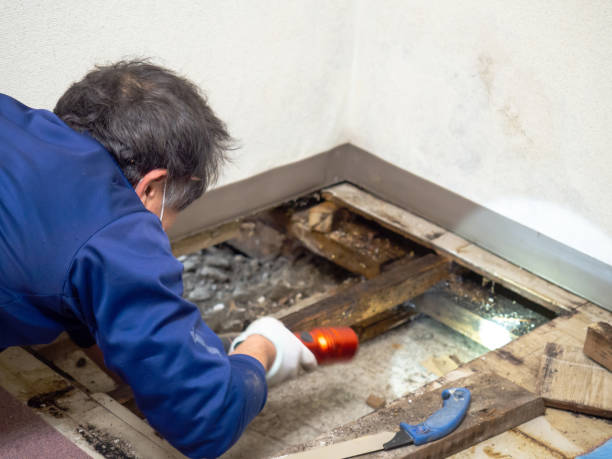 Best White Mold Remediation in Atlantis, FL